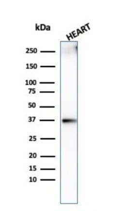 H1F0 Antibody (AE-4) - Azide and BSA Free, Novus Biologicals 100 &mu;g;